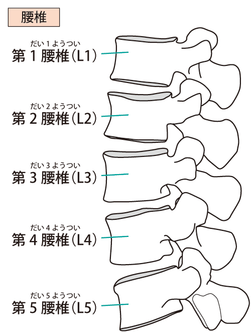 腰椎のイラスト