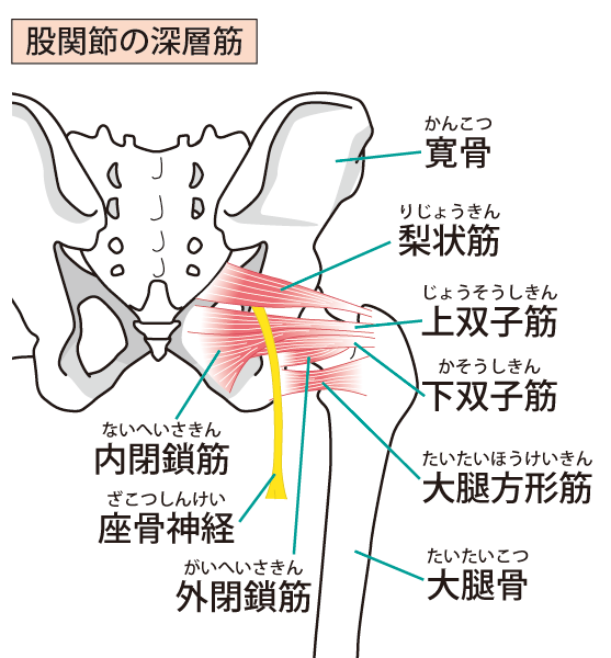 梨状筋症候群への当院のアプローチは?